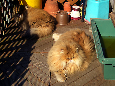 猫、チンチラ・来夢、来喜、ミドリガメ・マックス、コロタン