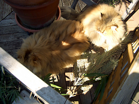 猫、チンチラ・来夢、来喜、ミドリガメ・マックス、コロタン