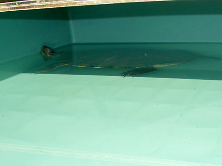 猫、チンチラ・来夢、来喜、ミドリガメ・マックス、コロタン