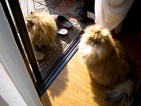 猫、チンチラ・来夢、来喜、ミドリガメ・マックス、コロタン