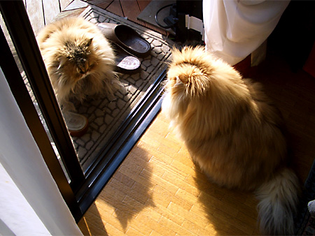 猫、チンチラ・来夢、来喜、ミドリガメ・マックス、コロタン