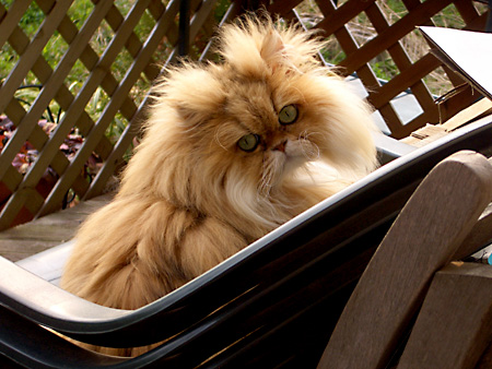 猫、チンチラ・来夢、来喜、ミドリガメ・マックス、コロタン