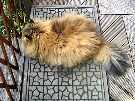 猫、チンチラ・来夢、来喜、ミドリガメ・マックス、コロタン