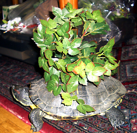 猫, チンチラ・ゴールデン, 来夢, 来喜