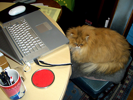 猫、チンチラ・来夢、来喜、ミドリガメ・マックス、コロタン