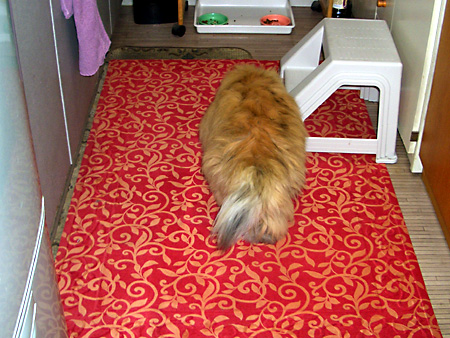 猫、チンチラ・来夢、来喜、ミドリガメ・マックス、コロタン