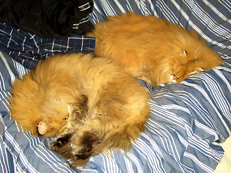 猫、チンチラ・来夢、来喜、ミドリガメ・マックス、コロタン