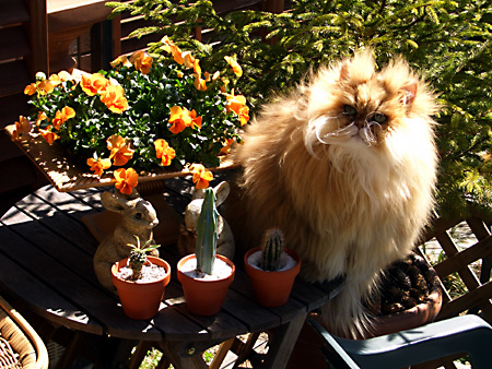 猫、チンチラ・来夢、来喜、ミドリガメ・マックス、コロタン