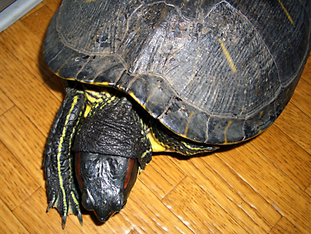 猫、チンチラ・来夢、来喜、ミドリガメ・マックス、コロタン