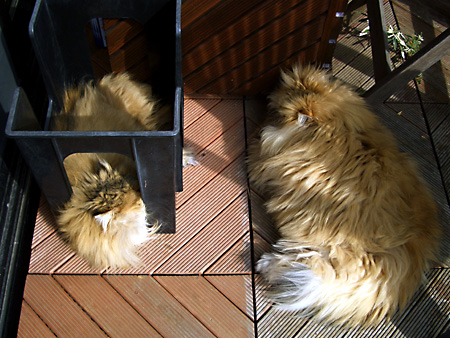 猫、チンチラ・来夢、来喜、ミドリガメ・マックス、コロタン