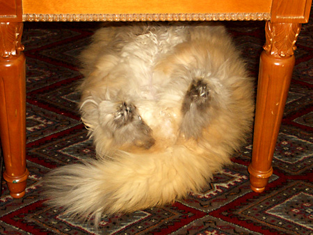 猫、チンチラ・来夢、来喜、ミドリガメ・マックス、コロタン