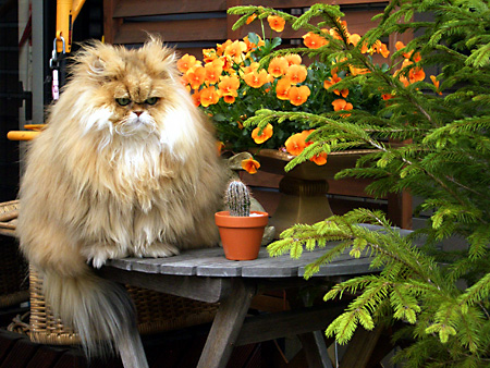 猫、チンチラ・来夢、来喜、ミドリガメ・マックス、コロタン