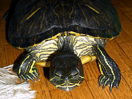 猫、チンチラ・来夢、来喜、ミドリガメ・マックス、コロタン