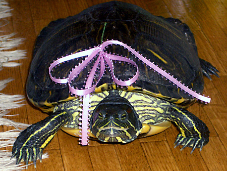 猫、チンチラ・来夢、来喜、ミドリガメ・マックス、コロタン