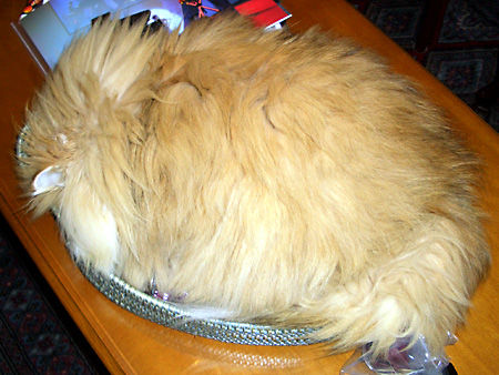 猫、チンチラ・来夢、来喜、ミドリガメ・マックス、コロタン