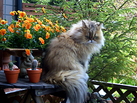 猫、チンチラ・来夢、来喜、ミドリガメ・マックス、コロタン