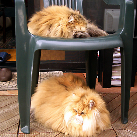 猫, チンチラ・ゴールデン, 来夢, 来喜