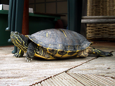 猫、チンチラ・来夢、来喜、ミドリガメ・マックス、コロタン