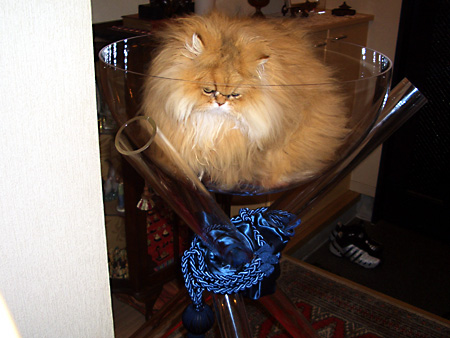 猫、チンチラ・来夢、来喜、ミドリガメ・マックス、コロタン