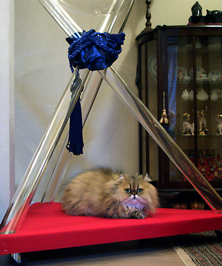 猫, チンチラ・ゴールデン, 来夢, 来喜