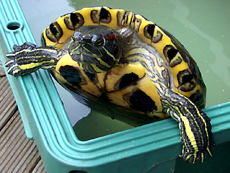 猫、チンチラ・来夢、来喜、ミドリガメ・マックス、コロタン