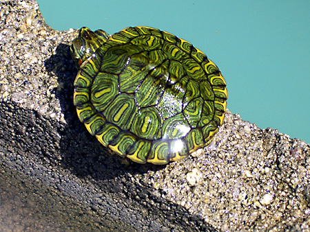 猫、チンチラ・来夢、来喜、ミドリガメ・マックス、コロタン