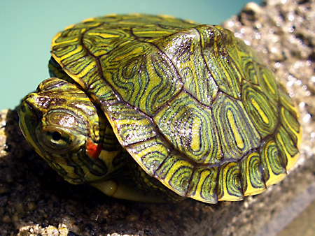 猫、チンチラ・来夢、来喜、ミドリガメ・マックス、コロタン