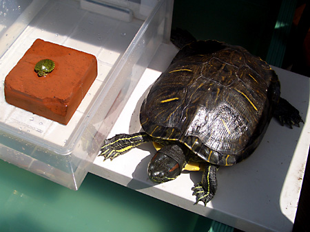 猫、チンチラ・来夢、来喜、ミドリガメ・マックス、コロタン