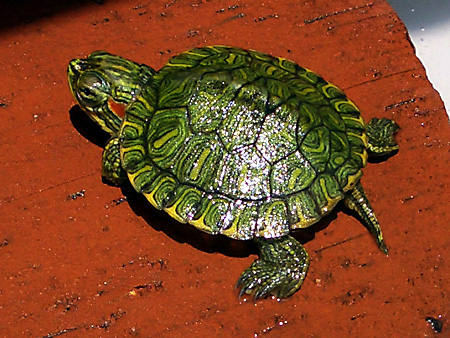 猫、チンチラ・来夢、来喜、ミドリガメ・マックス、コロタン