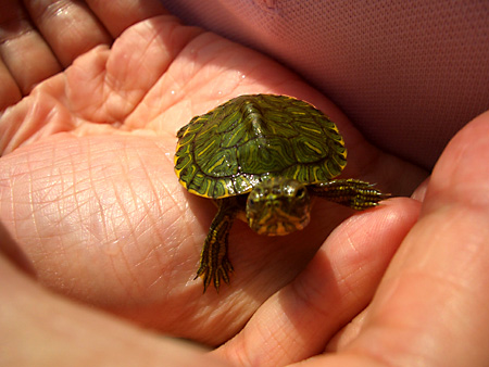 猫、チンチラ・来夢、来喜、ミドリガメ・マックス、コロタン