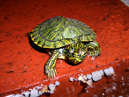 猫、チンチラ・来夢、来喜、ミドリガメ・マックス、コロタン