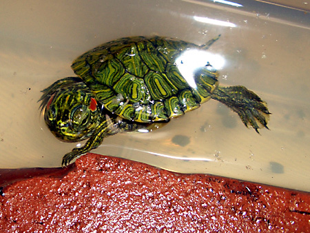 猫、チンチラ・来夢、来喜、ミドリガメ・マックス、コロタン