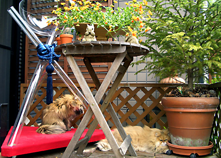 猫, チンチラ・ゴールデン, 来夢, 来喜