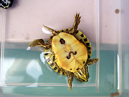 猫、チンチラ・来夢、来喜、ミドリガメ・マックス、コロタン