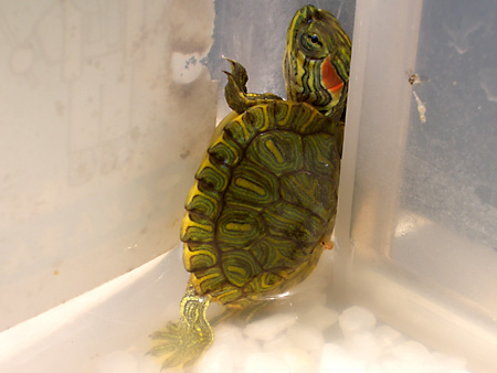 猫、チンチラ・来夢、来喜、ミドリガメ・マックス、コロタン