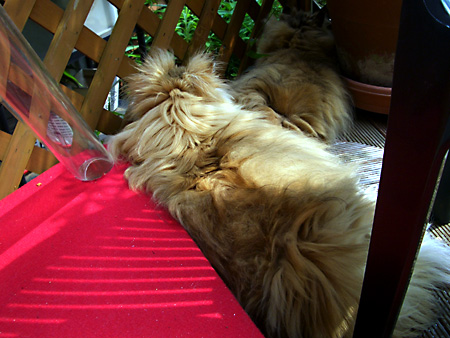 猫、チンチラ・来夢、来喜、ミドリガメ・マックス、コロタン