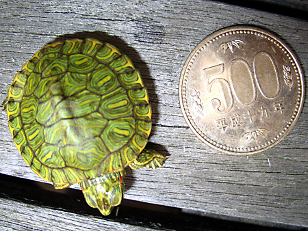 猫、チンチラ・来夢、来喜、ミドリガメ・マックス、コロタン