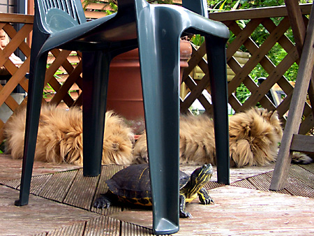 猫、チンチラ・来夢、来喜、ミドリガメ・マックス、コロタン