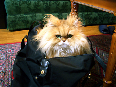 猫、チンチラ・来夢、来喜、ミドリガメ・マックス、コロタン