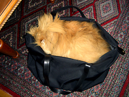 猫、チンチラ・来夢、来喜、ミドリガメ・マックス、コロタン