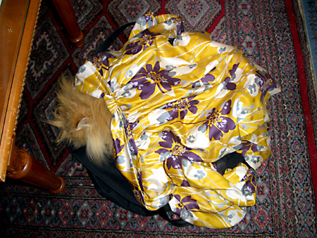 猫、チンチラ・来夢、来喜、ミドリガメ・マックス、コロタン