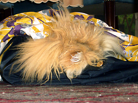 猫、チンチラ・来夢、来喜、ミドリガメ・マックス、コロタン