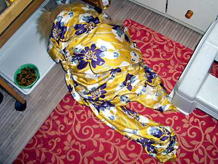 猫、チンチラ・来夢、来喜、ミドリガメ・マックス、コロタン