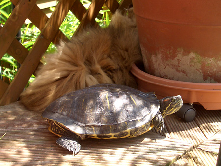 猫、チンチラ・来夢、来喜、ミドリガメ・マックス、コロタン
