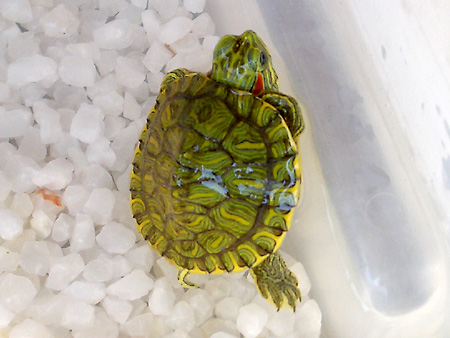 猫、チンチラ・来夢、来喜、ミドリガメ・マックス、コロタン