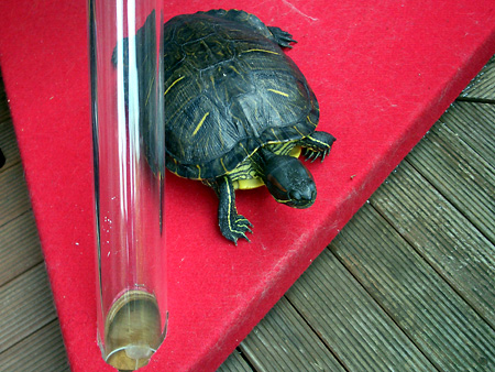 猫、チンチラ・来夢、来喜、ミドリガメ・マックス、コロタン