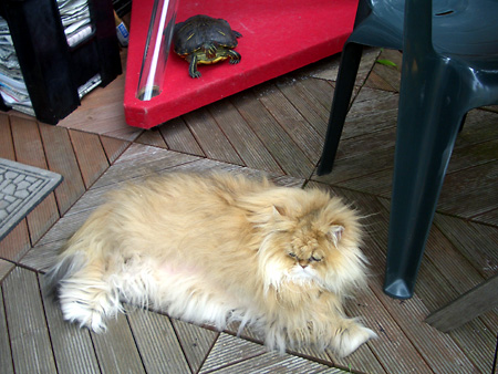 猫、チンチラ・来夢、来喜、ミドリガメ・マックス、コロタン