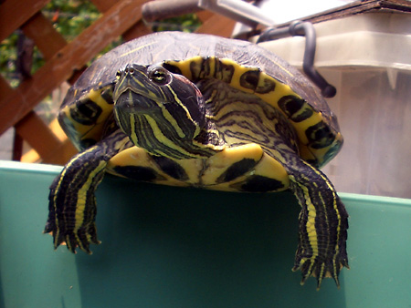 猫、チンチラ・来夢、来喜、ミドリガメ・マックス、コロタン