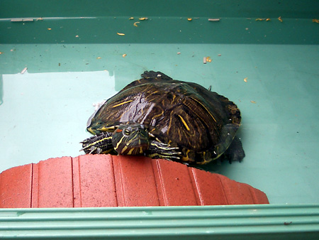 猫、チンチラ・来夢、来喜、ミドリガメ・マックス、コロタン