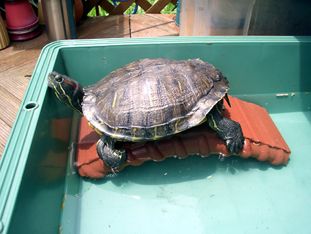 猫、チンチラ・来夢、来喜、ミドリガメ・マックス、コロタン